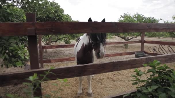 Pferd Pony Feldscheune — Stockvideo