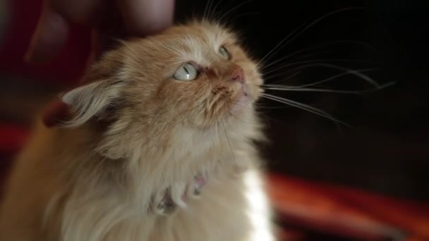 Brown himalayan chat à l'intérieur d'une maison à côté de l'homme main caressant il 