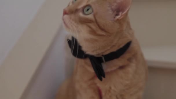 Gato Amarillo Con Pajarita — Vídeo de stock