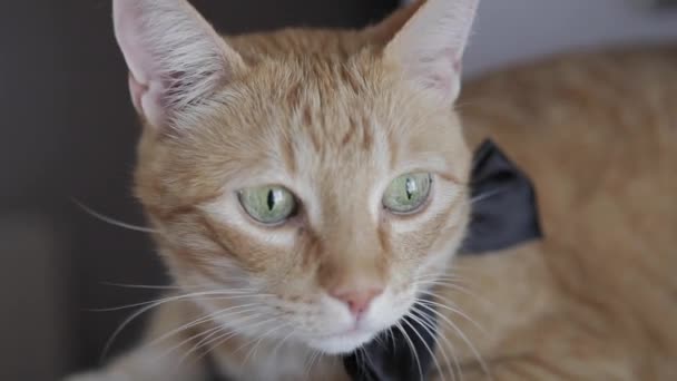 Κίτρινη Γάτα Παπιγιόν — Αρχείο Βίντεο