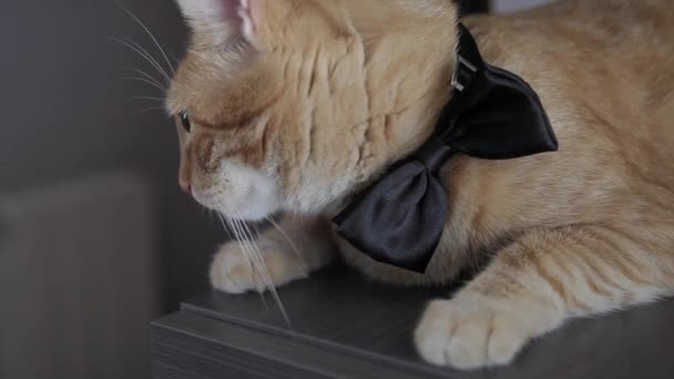 Chat jaune avec nœud papillon 
