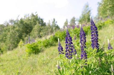 Yabani bitki (çiçek açan Sally), çayır ve çalılar arka planı mavi çiçek açan