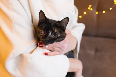 Arka plan açık bir palto ve festival ışıkların ellerinde karanlık kedi