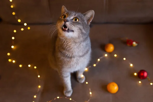 Beautiful Cat Gray Beige Background Lights Tangerines Christmas Romantic Mood — Stock Photo, Image