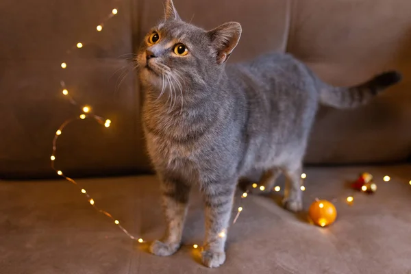 Beautiful Cat Gray Beige Background Lights Tangerines Christmas Romantic Mood — Stock Photo, Image