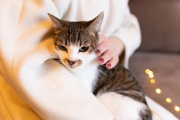 Пятнистая Кошка Руках Фоне Светлого Пальто Праздничных Огней — стоковое фото