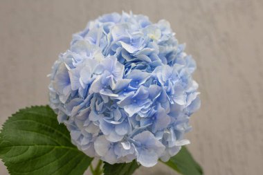 Güzel mavi ortanca çiçeği, arkada oyuncak ayı.