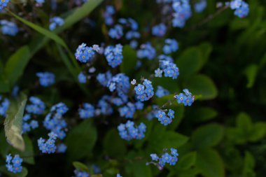 Mavi çiçekler (unutma beni-değil) güneşli bir günde yeşil çimlerin arka planında