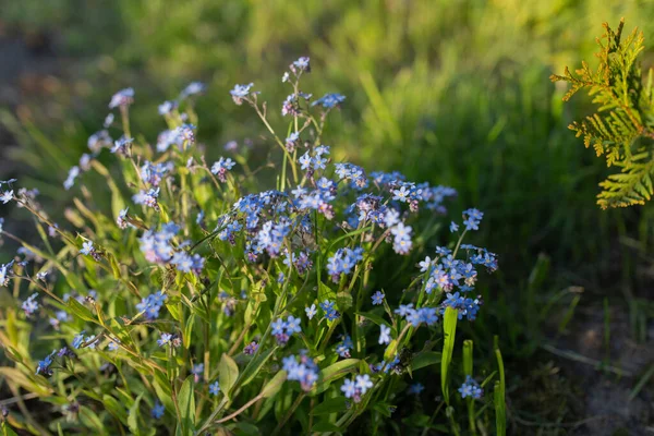 Mavi Çiçekler Unutma Beni Değil Güneşli Bir Günde Yeşil Çimlerin — Stok fotoğraf