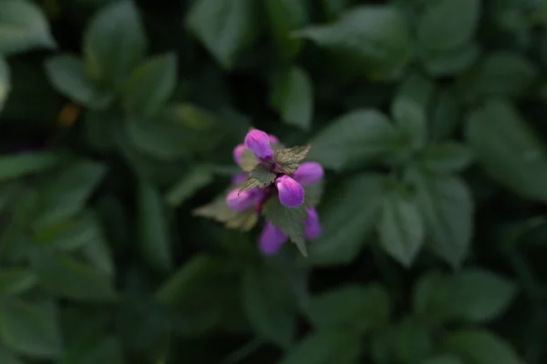 緑の草原の鮮やかな紫色の花 — ストック写真