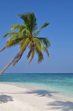 Hindistan cevizi ağacı Maldivlere kumsal üzerinde