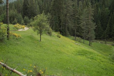 Yeşil orman ve ağaç