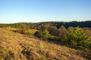 yaz yeşil çayır woods güneşli gün ile 