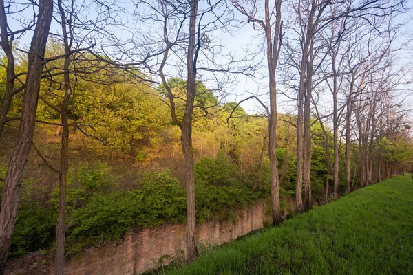 Old Brick Wall Overgrown Plants Surrounded Trees — Stock Photo, Image