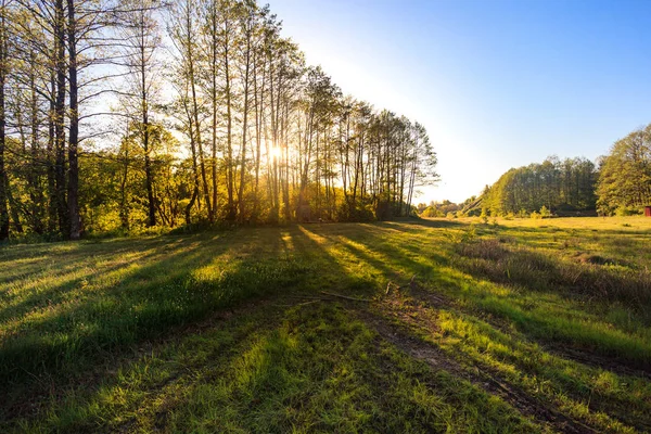 Prairie Verte Été Avec Bois Journée Ensoleillée — Photo