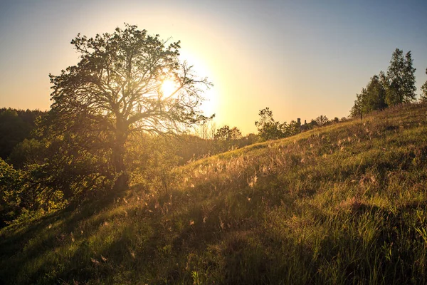 Літній Зелений Пагорб Деревами Сонячний День — стокове фото