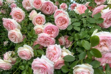 güzel pembe gül çiçekleri ile yemyeşil çalı, yakın çekim 