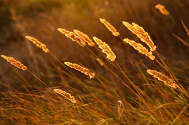 Yaz çayırlarında gün batımında büyüyen çimenler 