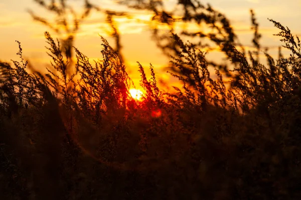 Трава Росте Літньому Лузі Заході Сонця — стокове фото
