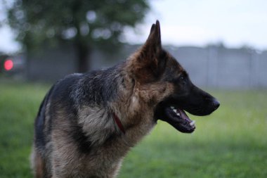 açık ağızlı safkan alman çoban