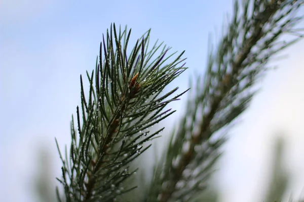 Pine Branch Raindrops — Stock Photo, Image