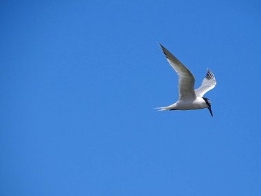 Schwarzkopfmwe hlt im Flug Ausschau nach Nahrung