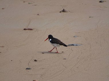 Poyraz kuşugiller plajda Newburgh, İskoçya, Haziran 2018