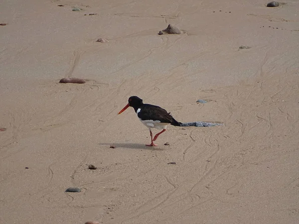 Oystercatcher Beach Newburgh Scotland June 2018 — Stock Photo, Image