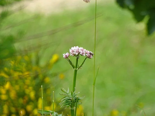 Flores Reserva Natural Local Donmouth — Foto de Stock