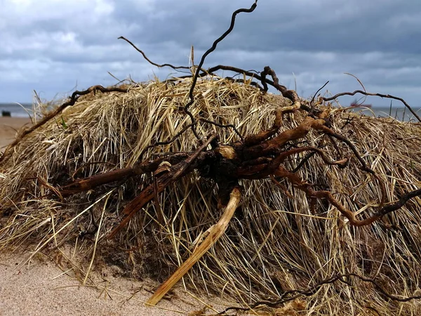 Dzień Plaży Aberdeen — Zdjęcie stockowe