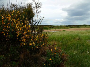 Don Nehri'nin kıyıda