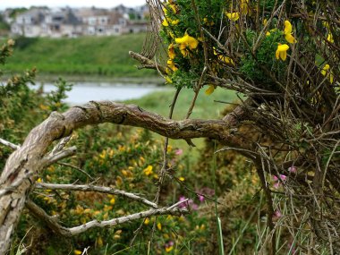 Don Nehri'nin kıyıda