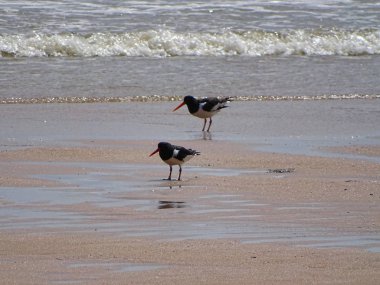 aberdeen beach blackheaded martı