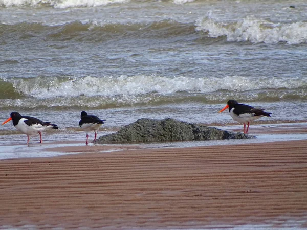 해변에서 Blackheaded 갈매기 — 스톡 사진
