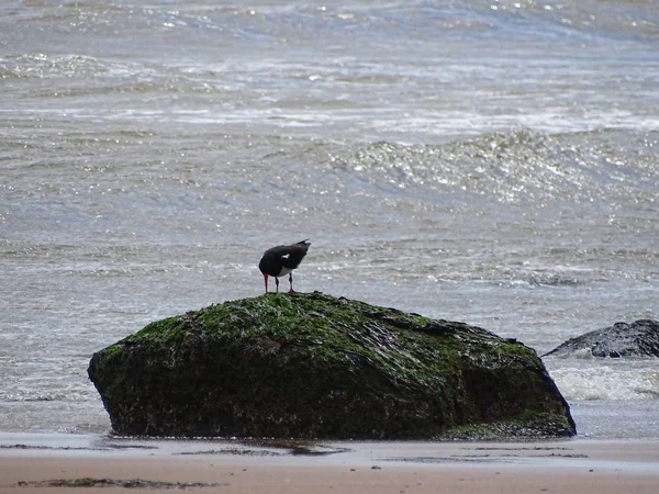 해변에서 Blackheaded 갈매기 — 스톡 사진