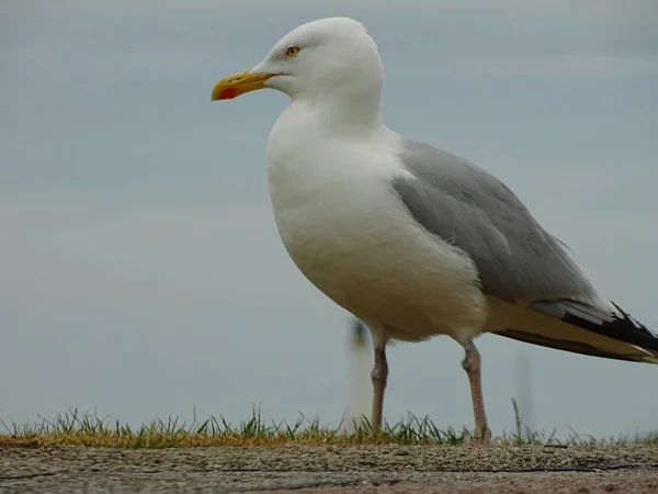 Seagull Vid Stranden Aberdeen — Stockfoto
