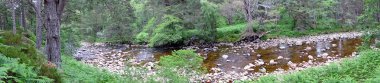 River dee, orman, glen tanar, İskoçya sahilinde