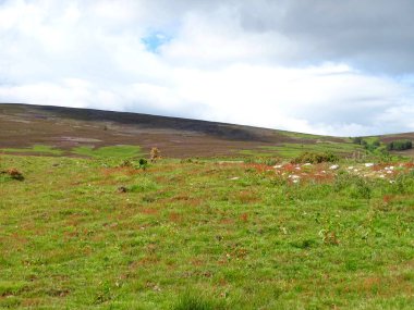 Ballochan Highlands, İskoçya