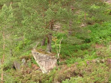 Ballochan Highlands, İskoçya
