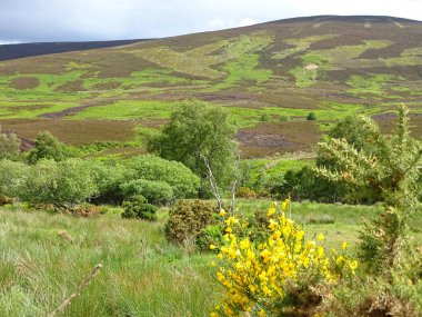 Gorse, Dağlık Ballochan