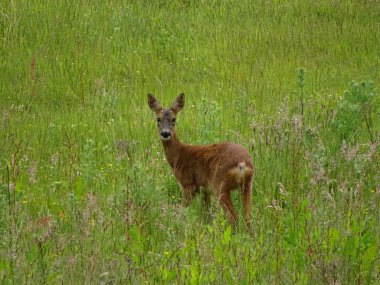 Ballochan Dağlık, geyik