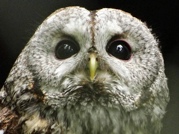 Eye to eye with Bird of prey