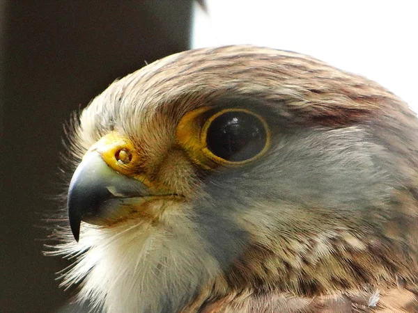 Auge Auge Mit Dem Raubvogel — Stockfoto