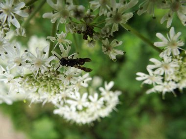 meşgul kelebek bir çiçek nektar toplar