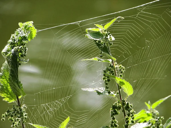 Aranha Teia — Fotografia de Stock