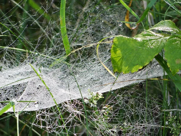 Araignée Dans Toile — Photo