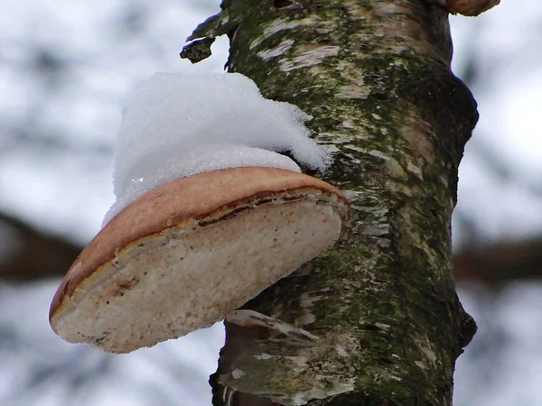 Mushroom on wintry tree with snow cap