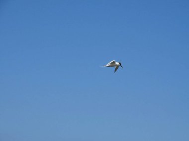 Martı Beach Newburgh, İskoçya