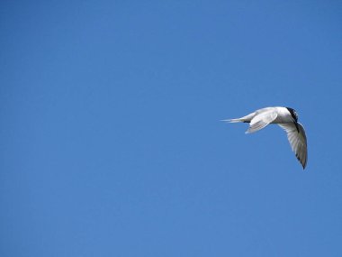 Martı Beach Newburgh, İskoçya
