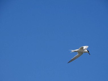 Martı Beach Newburgh, İskoçya